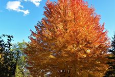 Pohon Maple di Roseville, Minnesota. 