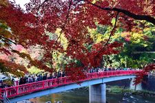 Jembatan Taigetsu dan daun musim gugur.