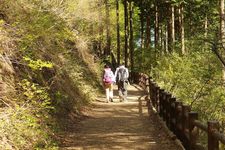 Jalan Terapi Hutan Tomin-no-Mori Pendakian ke Gunung Sengenrei &amp; Gunung Mito. 