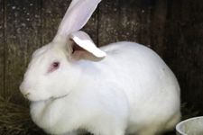 Kelinci jumbo di Daisen, Prefektur Akita, Jepang. (26/6/2025)