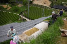 Mengangkat penutup dari tanaman teh untuk panen daun teh kabuse.
