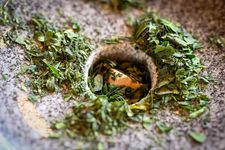 Foto makro daun Tencha yang digiling menggunakan batu granit tradisional di pabrik penggilingan untuk produksi Matcha di Uji, Kyoto, Jepang.