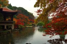 Daun-daun musim gugur di Taman Shinjuku dalam hujan.