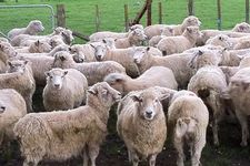 Ilustrasi domba di peternakan Jepang.