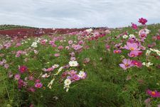 Bunga kosmos mekar saat musim gugur di Jepang.