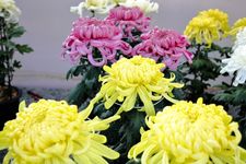 Bunga krisan biasanya mekar saat musim gugur di Jepang.