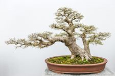 Pohon Bonsai hias dalam pot.
