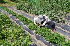 Ilustrasi kerja pertanian di Jepang.