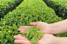 Potret close-up seseorang yang memegang daun teh.
