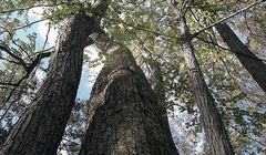 Liburan di Hokkaido, Yuk Mampir di Danau Shikotsu