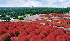 Nikmati Musim Gugur yang Berbeda di Jepang