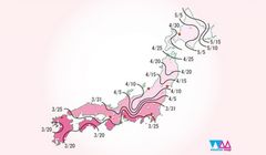 Catat, Ini Jadwal Mekar Bunga Sakura di Jepang Tahun 2018