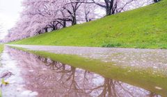 Ini Tempat Melihat Sakura yang “Instagramable” di Kyoto!