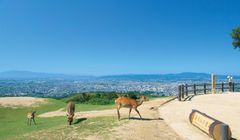 Gemar Naik Gunung? Coba Jajal Gunung Wakakusa di Jepang