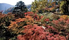 Ingin Berkunjung ke Hakone di Musim Gugur? Berikut Lokasi yang Menarik untuk Dikunjungi