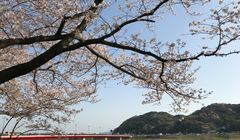 Tak Hanya Sakura, Ada Bunga Cantik Lainnya untuk Setiap Musim di Jepang