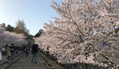 “Solo Traveling” di Kyoto? Contek Panduan Berikut Ini...