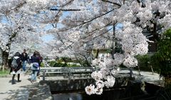 Prediksi Sakura Mekar di Jepang 2019, Sakura Mekar Lebih Lambat Dibanding Tahun Lalu