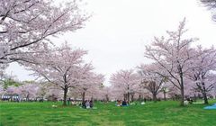 Tempat Melihat  Bunga Sakura di Taihaku-ku, Ada yang Bisa Sambil Berendam di Onsen!