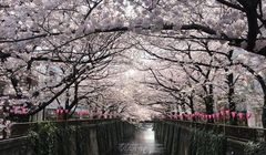 9 Festival Seru di Jepang Saat April, Banyak Festival Bunga 
