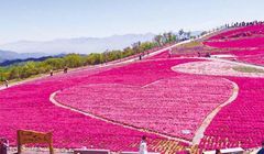 “Itinerary” Keliling Desa Toyone nan Indah, Cocok untuk Liburan Musim Panas di Jepang