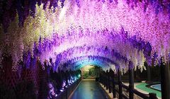 Liburan "Instagenic" di Tokyo, Lorong Cahaya sampai Air Terjun Cahaya Hiasi Tokyo Summerland 