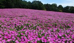 Cantiknya, Lautan Bunga Petunia Warnai Taman di Jepang