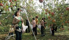 Musim Gugur Tiba, Kunjungi Kebun Buah Apel Di Jepang Ini