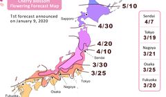 Ini Cara Jepang Memprediksi Mekarnya Sakura