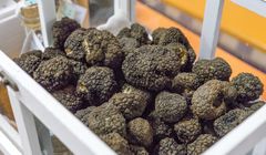 10 Makanan Termahal di Dunia, dari Truffle Putih hingga Kopi Luwak