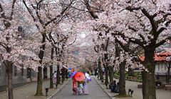 Sakura di Jepang Mekar Lebih Awal, Catat 5 Spot Terbaik untuk Melihat Keindahannya