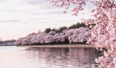 Mekar di Musim Semi, Ini 7 Jenis Bunga Sakura Paling Indah di Jepang