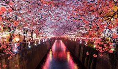 Tak Kalah Cantik, 5 Tempat Terbaik di Tokyo untuk Lihat Sakura saat Malam