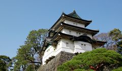 Melihat Indahnya Sakura Berumur Hampir Seabad dari Kastil Odawara