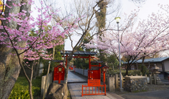Menikmati Keindahan Musim Semi di Kuil Bunga Sakura Kyoto