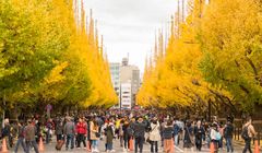 Kota Tercantik untuk Menikmati Keindahan Musim Gugur di Jepang
