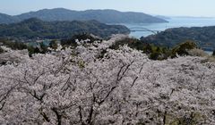 Keindahan Seribu Bunga Sakura di Taman Hirakiyama Pulau Hakata