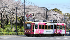 Menikmati Kolaborasi Indah Trem dan Sakura di Tokyo