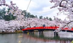 Festival Musim Semi di Jepang yang Tidak boleh Dilewatkan