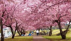 5 Lokasi Hanami Sakura di Oyama Tochigi Jepang