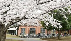 5 Lokasi Hanami Sakura di Kita-ku Tokyo