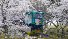 Buat yang Mau Liburan ke Jepang, Ini 5 Lokasi Hanami Sakura di Miyagi