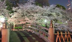 2 Spot Sakura Terbaik di Kita-Ku Tokyo, Sudah Terkenal Sejak Zaman Edo