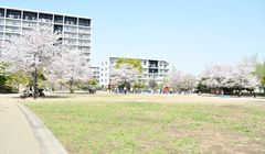 Lihat Bunga Sakura di Taman Nishigahara Minna no Koen dan Akabane Sport no Mori- Koen, Yuk!