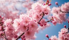 Lokasi Hanami di Kota Oyama, Bisa Lihat Sakura Dihias Lampu 
