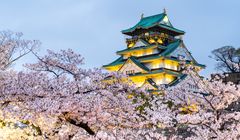 Rekomendasi Hanami di Osaka Jepang, Ada Terowongan Sakura