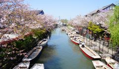  Serunya Telusuri Sungai Yanagawa, Venesia Kecil di Fukuoka Jepang