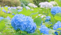 3 Spot Bunga Hortensia di Kota Sumber Air Panas Hakone, Cuma 1,5 Jam dari Tokyo