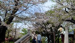 Menikmati Bunga Sakura di Jepang, Musim Sakura Pertamaku