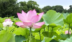 Bunga di Jepang yang Mekar pada Juli, Simbol Kenangan Musim Panas